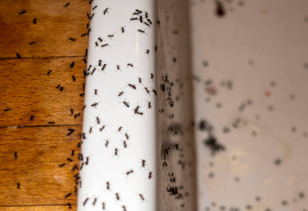 Best Pest Removal Services  in Nooksack, WA