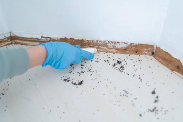 Flea Control Services in Nooksack, WA